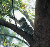 Daisy Hill Conservation Park - Gold Coast Attractions
