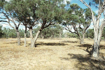 Forest Den National Park - Gold Coast Attractions 0