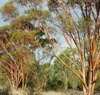 Myall Park Botanic Garden - Gold Coast Attractions