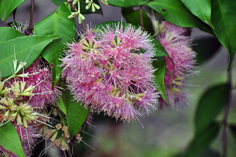 Tondoon Botanic Gardens - Gold Coast Attractions 5