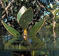 Jawbone Marine Sanctuary - Gold Coast Attractions