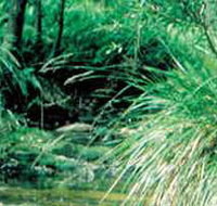 Lerderderg State Park - Gold Coast Attractions