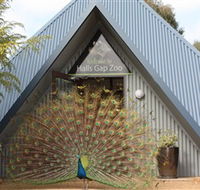Halls Gap Zoo - Gold Coast Attractions