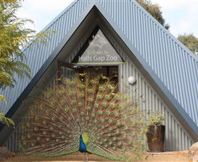 Halls Gap Zoo - Gold Coast Attractions 0