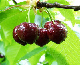 Red Hill Cherry Farm - Gold Coast Attractions 0