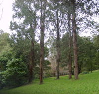 Mount Dandenong Arboretum - Gold Coast Attractions