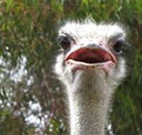 The Vault - Hastings Ostrich Farms  Crown Exotic Leather