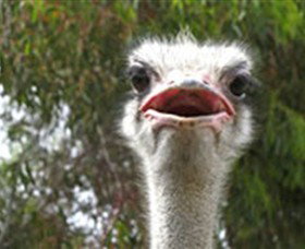 The Vault - Hastings Ostrich Farms & Crown Exotic Leather - Gold Coast Attractions 0