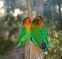 Ballarat Bird World - Gold Coast Attractions