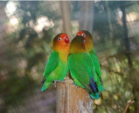 Ballarat Bird World - Gold Coast Attractions 0