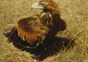 Long Forest Nature Conservation Reserve - Gold Coast Attractions 0