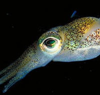 Corner Inlet Marine National Park - Gold Coast Attractions