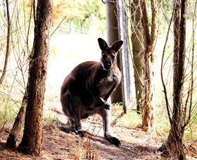 Great Ocean Road Wildlife Park - Gold Coast Attractions 0