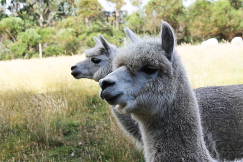 Great Ocean Road Wildlife Park - Gold Coast Attractions 1