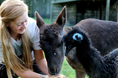 Great Ocean Road Wildlife Park - Gold Coast Attractions 2