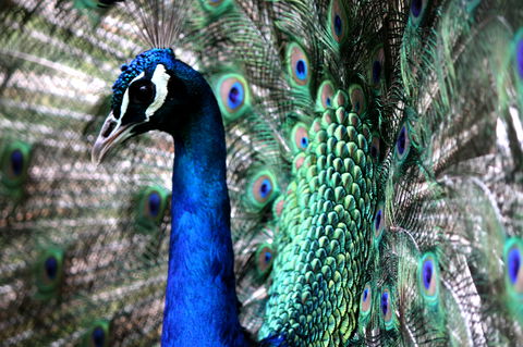 Great Ocean Road Wildlife Park - Gold Coast Attractions 5