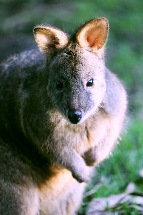 Great Ocean Road Wildlife Park - Gold Coast Attractions 6