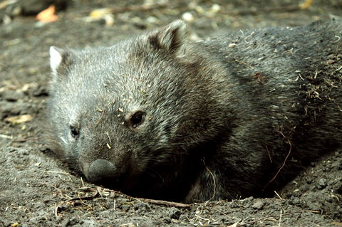 Great Ocean Road Wildlife Park - Gold Coast Attractions 7