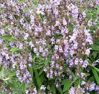 Otway Herbs - Gold Coast Attractions
