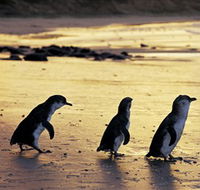 Phillip Island Nature Park - Gold Coast Attractions
