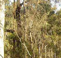 Warby-Ovens National Park - Gold Coast Attractions