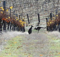 Blue Pyrenees Estate - Gold Coast Attractions