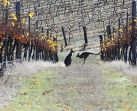 Book Avoca Accommodation Vacations Gold Coast Attractions Gold Coast Attractions