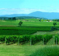 Acacia Ridge Vineyard - Gold Coast Attractions