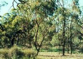 Leaghur State Park - Gold Coast Attractions 0