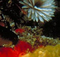 Point Cooke Marine Sanctuary - Gold Coast Attractions