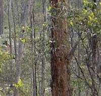 Heathcote-Graytown National Park - Gold Coast Attractions