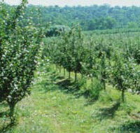 Pettys Orchard - Gold Coast Attractions