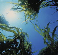 Marengo Reefs Marine Sanctuary - Gold Coast Attractions