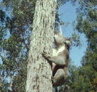 Creswick Regional Park - Gold Coast Attractions