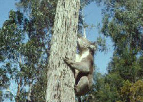 Creswick Regional Park - Gold Coast Attractions 0