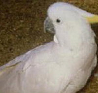 Plenty Gorge Park - Gold Coast Attractions