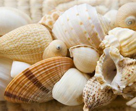 Anglesea Beach Club - Gold Coast Attractions 0