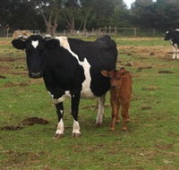 Animal Land Children's Farm - Gold Coast Attractions