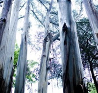 Dandenong Ranges National Park - Gold Coast Attractions