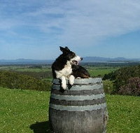 Windy Ridge Vineyard and Winery - Gold Coast Attractions