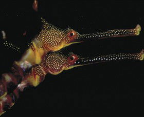 Eagle Rock Marine Sanctuary - Gold Coast Attractions 0
