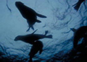 The Arches Marine Sanctuary - Gold Coast Attractions 0