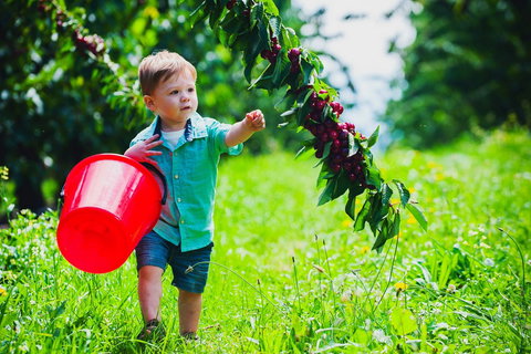 Cherryhill Orchards - Gold Coast Attractions 2