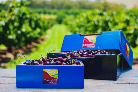 Cherryhill Orchards - Gold Coast Attractions 3