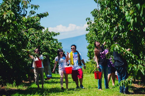 Cherryhill Orchards - Gold Coast Attractions 4