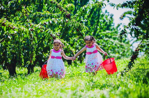 Cherryhill Orchards - Gold Coast Attractions 6