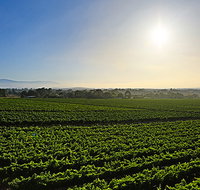 GREENSTONE VINEYARDS - Gold Coast Attractions