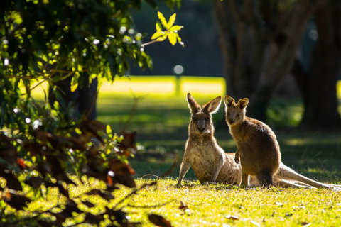 Club Catalina - Gold Coast Attractions 2