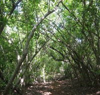 Eucalypt Trail - Gold Coast Attractions