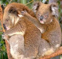 Shoalhaven Zoo - Gold Coast Attractions
